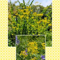 オミナエシ,オミナエシ,キキョウ,女郎花(オミナエシ),オミナエシ(女郎花)の画像