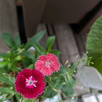 ナデシコ,ベランダの画像