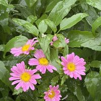 アスター,種まき,歩道の花壇の画像