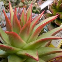 多肉植物,葉挿し,多肉寄せ植え,実生苗,葉挿し苗の画像