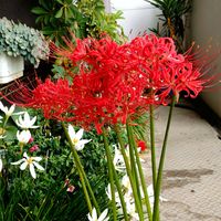 ヒガンバナ,彼岸花  曼珠沙華,素敵なフォルム,あっ火曜日,真っ赤な火曜日の画像
