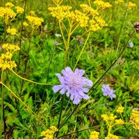 オミナエシ,オミナエシ,マツムシソウ,今日のお花,入笠山の画像