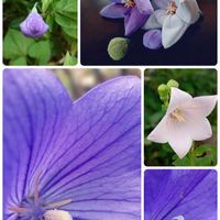 キキョウ,祈り,前庭,花袋,お家園芸の画像
