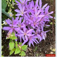 コルチカム,鮮やか ,華やか,ウォーキングの楽しみの画像