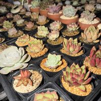 多肉植物,エケベリア属,バルビナエア属の画像