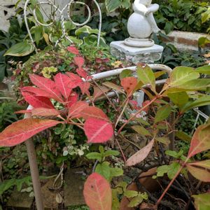 ミニトマト,ミニバラ ジジ,ハナミズキの実,ヘンリーツタ,秋の気配の画像