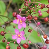 ハゼラン,ハゼラン,花のある暮らし,我が家のお花,こぼれ種から〜♪の画像