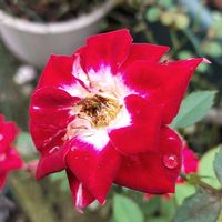 花のある暮らし,植物のある暮らし,植中毒,ロザリアン,植物を楽しむの画像