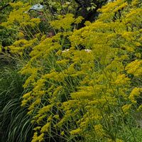 オミナエシ,オミナエシ,キキョウ,女郎花(オミナエシ),ビタミンカラーの画像