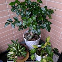 フィロデンドロン,ステレオスペルマム,ホヤ(サクララン),観葉植物のある暮らし,多様性を愛する会の画像