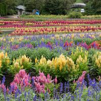 ケイトウ,チーム・ブルー,チーム・ブルーNo.102,Juneの会,秘密の花園♡の画像