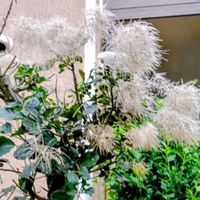 スモークツリーの画像