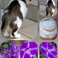 ペチュニア,アメジストセージ,ヤブミョウガ,白花曼珠沙華,白花曼珠沙華の画像