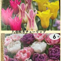 チューリップ,トルコキキョウ,花のある暮らし,新しい仲間,お花大好き♡の画像
