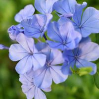 ルリマツリ,花散歩,キュート,素敵な出会いに感謝,胸キュンの画像