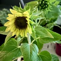 ミニひまわり,ベランダの画像