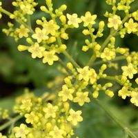 オミナエシ,フェンネル,秋の七草,今日のお花の画像