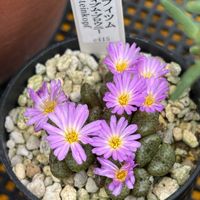 コノフィツム カルキュルス,多肉植物,多肉植物とサボテン,コノフィツム属,エクティプム　ブロウニーの画像