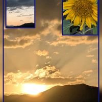 ヒマワリ,ランタナと蝶,今の大文字山と空,大文字山✨,↑am5：30の画像