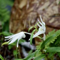 セッコク,セッコク,セッコク,山野草,着生ランの画像