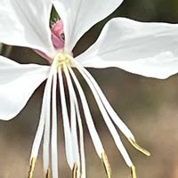 ガウラ,白い花,素敵な出会いに感謝,今日も元気で,今日も笑顔で♡の画像