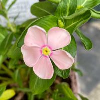 ハイビスカス コーラルピンク,ハイビスカス コーラルピンク,玄関前,うどん県,ピンクLOVEの画像
