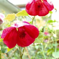 アブチロン,アブチロン 姫りんご,真っ赤な火曜日の画像