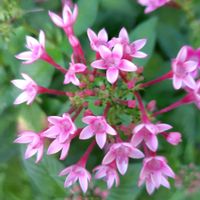 ペンタス,宿根フロックス,花のある暮らし,癒しの花,おうち園芸の画像