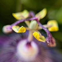 トケイソウ,トケイソウ  アメジスト,観察,つる性植物,紫の花の画像