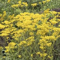 オミナエシ,ワレモコウ,今日のお花,みどりのまとめ,まんのう公園の緑葉のコキアを見てきましたの画像