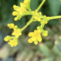チェッカーベリー,丸葉縷紅草,女郎花(オミナエシ),カンナの原種ダンドク,今日のお花の画像