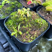 ハエトリソウ,ハエトリソウ,ディオネア,観葉植物,食虫植物の画像