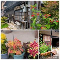 サンパチェンス,ハゲイトウ,ヘチマ,ヘチマ,ポインセチアの画像