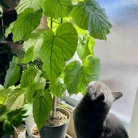 ウンベラータ,フィカス　ウンベラータ,観葉植物,ネコ好き,ネコのいる暮らしの画像