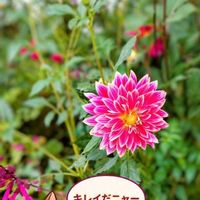 ダリア,ダリア,ネコノヒゲ,ネコノヒゲ,いつも笑顔で〜〜♡の画像