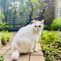 ジンジャーリリー,Figaro,mir,Paz,お花の画像