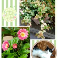 ガーベラ,ハツユキカズラ,花のある暮らし,おうち園芸,ニャンニャン祭の画像