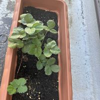 イチゴ,いちご,イチゴの芽,苺(いちご),イチゴ栽培の画像