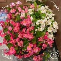 ベゴニア,ペンタス,トキワマンサク,コウホネ,サンパラソル ブルーフォリアの画像