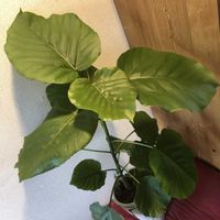 フィカス　ウンベラータ,フィカス・ウンベラータ,観葉植物,鉢植え,ガーデニングの画像