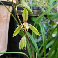 スルガラン,スルガラン・駿河蘭,スルガラン・駿河蘭,鉢植え,今日の一枚の画像