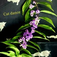 ムラサキシキブ,紫式部,コミカンソウ,お庭の植物,iPhone撮影の画像