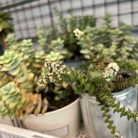 ガーデニング,花のある暮らし,わんこと一緒,バルコニスト,虫にも負けないの画像