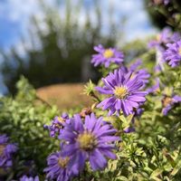 アスター,友禅菊の画像