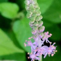 ガウラ,ツルボ,マルバルコウ（花）,花のある暮らし,小さな幸せの画像