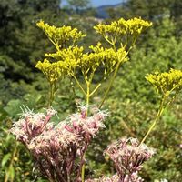 オミナエシ,サワギキョウ,フジバカマ,ミゾカクシ,ミズヒキの画像