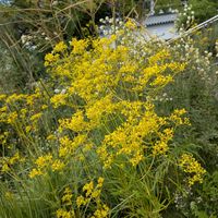 オミナエシ,ナデシコ,花のある暮らし,姫路手柄山温室植物園,今日のお花の画像