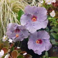 ハイビスカス,ハイビスカス　ケイト,葉っぱ,花のある暮らし,アオイ科フヨウ属の画像
