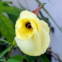 トロロアオイの画像