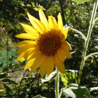 ヒマワリ,向日葵,花のある暮らし,向日葵　ひまわり　ヒマワリ,庭の画像